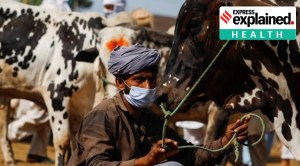 Explained: What is Lumpy Skin Disease, the viral infection killing cattle in Gujarat, Rajasthan