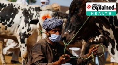 Lumpy Skin Disease | LSD | Rajasthan Gujarat | Lumpy Virus in Cattle