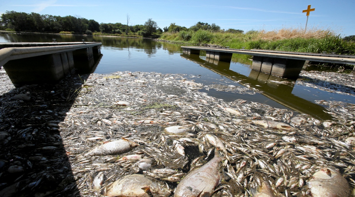 Polska bada „katastrofę ekologiczną” umierających ryb.