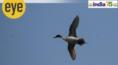 What do birds and beasts make of freedom? | Eye News,The Indian Express What do birds and beasts make of freedom? | Eye News,The Indian Express