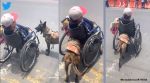 Service dog, service dog helps owner cross road, viral video dog helps disabled man cross road, dog helps man in wheelchair cross road, Indian Express