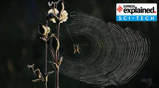 Spiders have been found to exhibit characteristics that are similar to human sleep cycles. (File Photo)