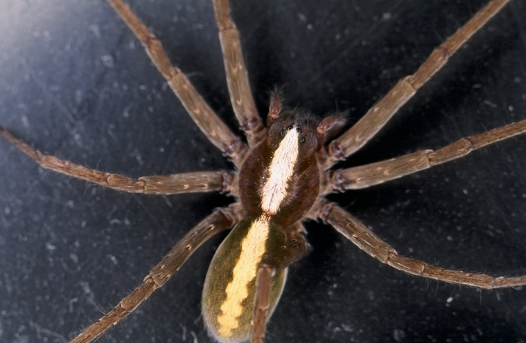 spider