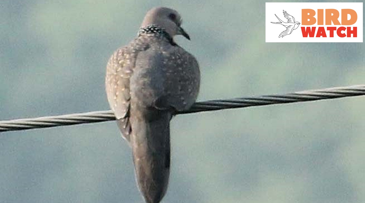 Birdwatch: Spotted Dove — A common garden bird often confused with ...