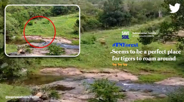 Srivilliputhur Megamalai Tiger Reserve, Supriya Sahu shared video of tiger cubs playing, Tigress and cubs play at tiger reserve, Tiger population in India, Tiger census 2018, Indian Express