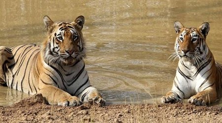 Maharshtra: Proposal for drilling in Sahyadri Tiger Reserve gets National Board for Wildlife nod