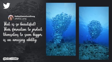 Fish tornado, viral video fish tornado, school of fish creates large underwater tornado, school of fish, Indian express