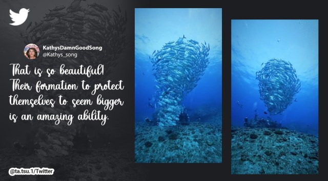 Fish tornado, viral video fish tornado, school of fish creates large underwater tornado, school of fish, Indian express