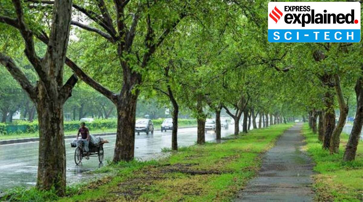 The Delhi government’s Forest Department has started a process of empanelling companies that have the expertise to carry out the transplantation of trees. (Representational/File)