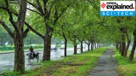 trees Explained no alt set