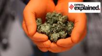 Explained: Bhang, ganja, and criminality in the NDPS Act