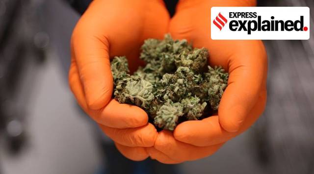 Bhang, Narcotic Drugs and Psychotropic Substances (NDPS) Act, Express Explained, Karnataka High Court, Indian Express, India news, current affairs, Indian Express News Service, Express News Service, Express News, Indian Express India News