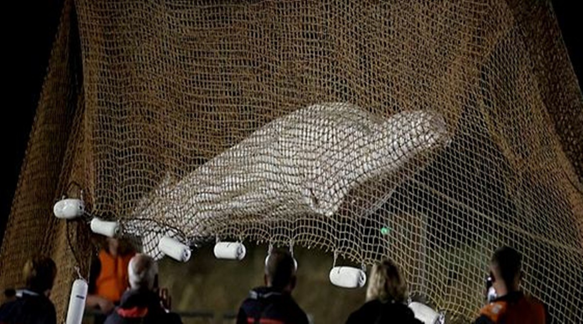 Firefighters and members of a search and rescue team pull up a net as they rescue a Beluga whale which strayed into France's Seine river, near the Notre-Dame-de-la-Garenne lock in Saint-Pierre-la-Garenne, France, August 10, 2022. (Reuters)