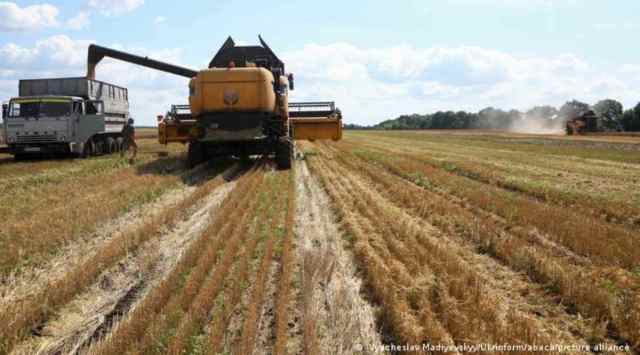 A harvester dumps grain into a truck during Ukraine's summer harvest (Deutsche Welle)