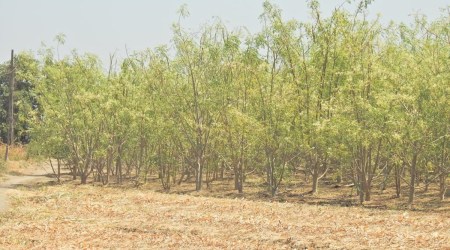 A drumstick plantation. (Express Photo)