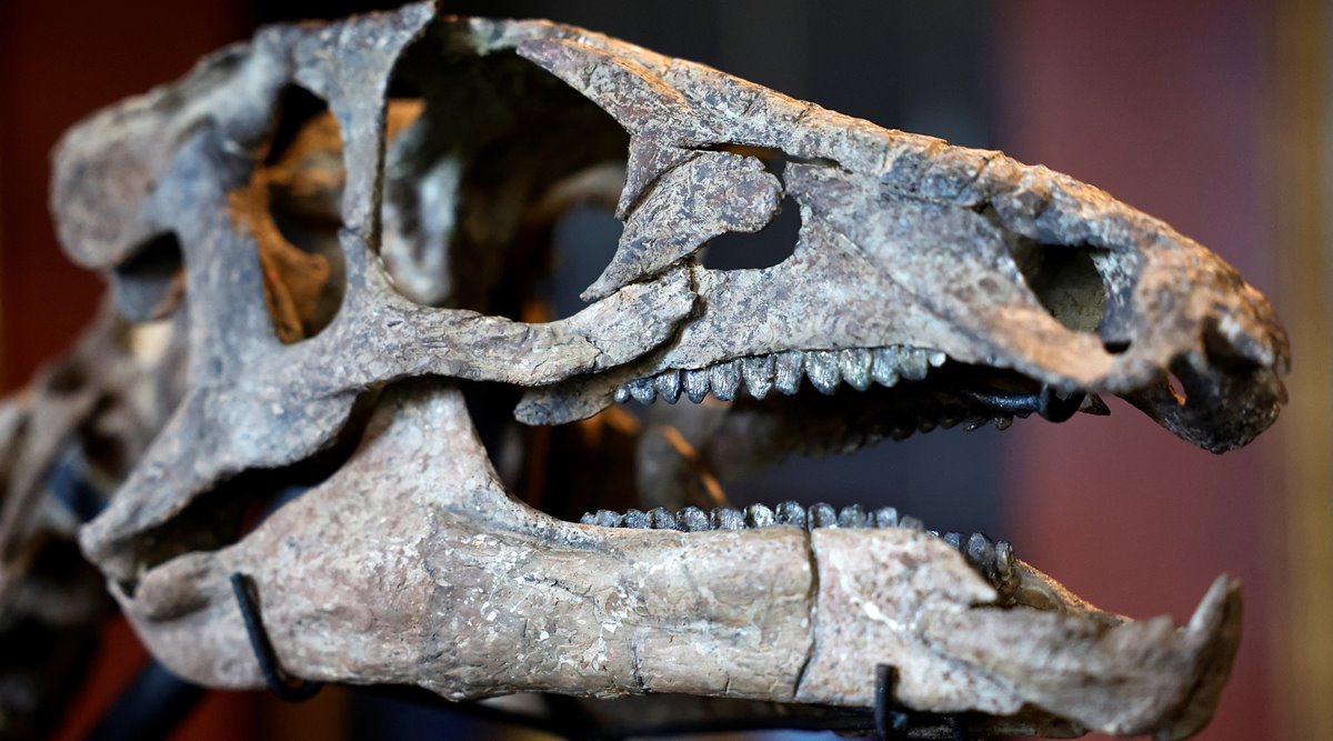 dinosaur, dinosaur skeleton auction, Giquello auction
