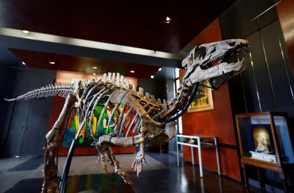 dinosaur, dinosaur skeleton auction, Giquello auction