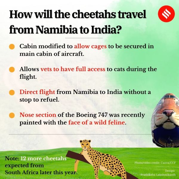 cheetah, cheetah in india, india cheetah, india cheetah project, MP cheetah, modi cheetah, modi birthday, indian express