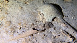 fragments of a pre-historic human skeleton partly covered by sediment in an underwater cave in Tulum, Mexico