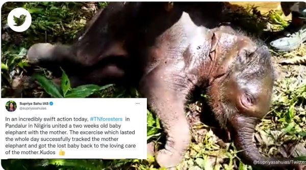 Baby elephant reunited with mother, elephant, jumbo, separated from herd, Tamil Nadu, Pandalur, forest officials, wildlife, animals, viral, trending