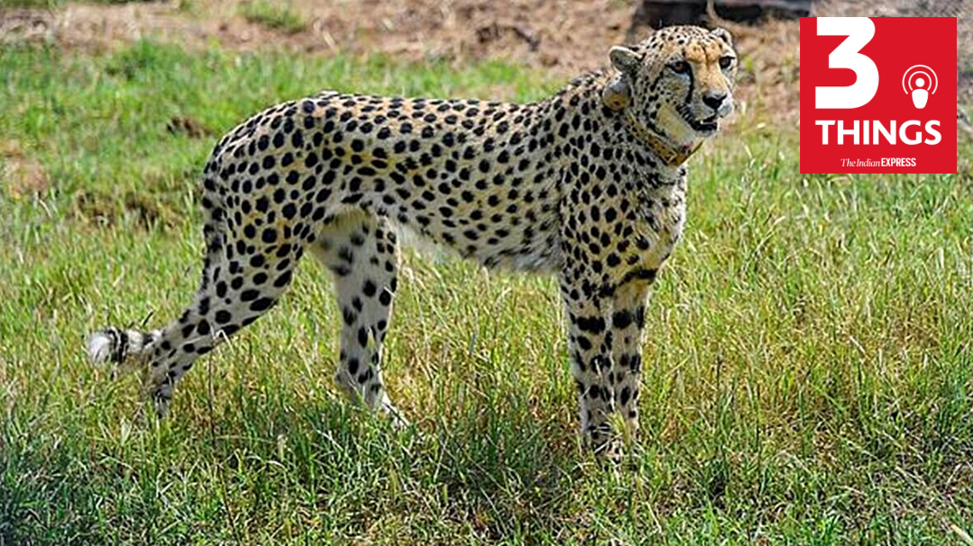 The return of the cheetahs, and the challenges ahead | The Indian Express