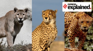 Cheetahs and others: know the 7 big cats