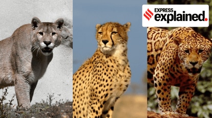 Aantrekkelijk zijn aantrekkelijk Uitgaan van weg te verspillen Cheetahs and others: know the 7 big cats | Explained News - The Indian  Express