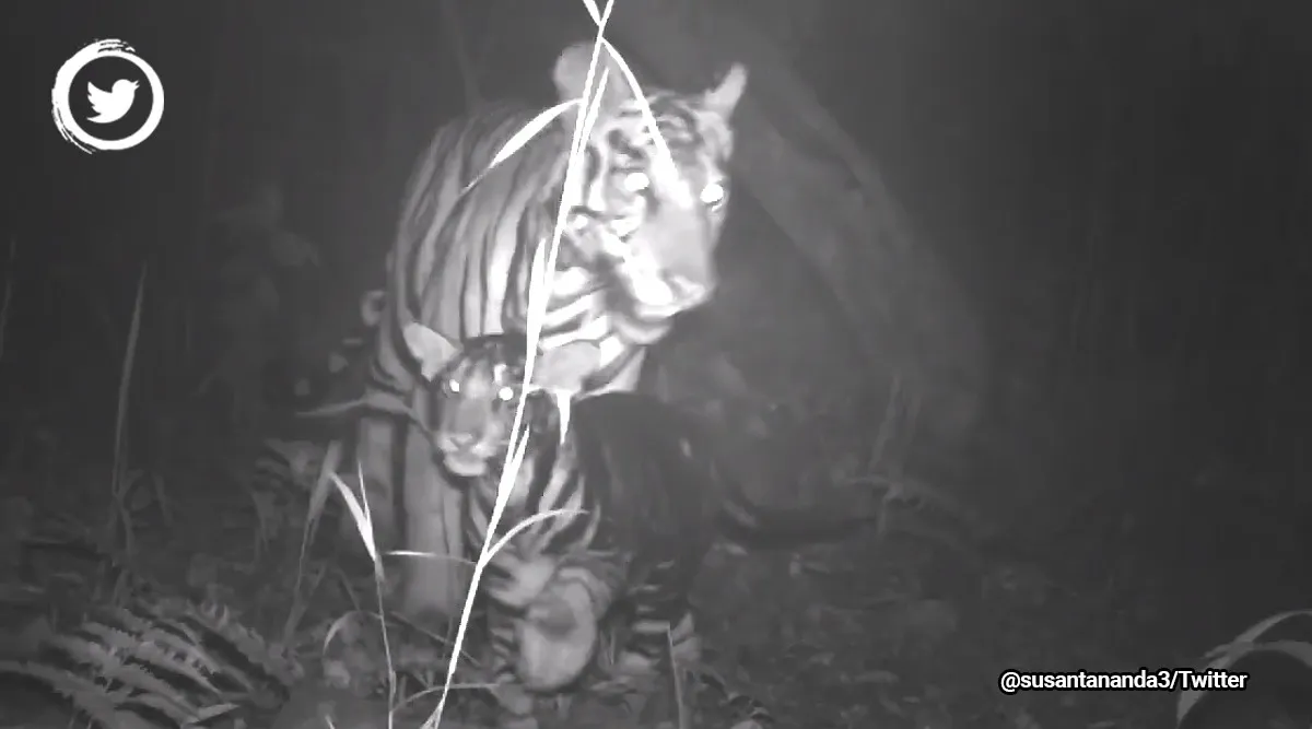 Watch: Black tiger cub roams with its mother in the wild ...