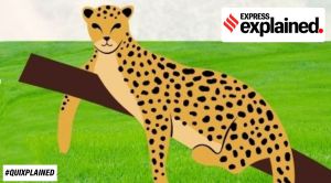 The cheetahs are here: Meet the 8 big cats in India