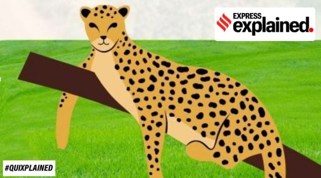 Eight cheetahs landed in India on Saturday, over 70 years after they went extinct. 