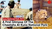 Eight Cheetahs Arrive At Kuno National Park; PM Narendra Modi To Release Them
