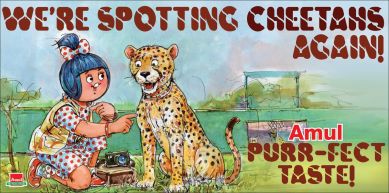 cheetahs, cheetahs back in India, Amul topical, Amul topical on cheetah, indian express