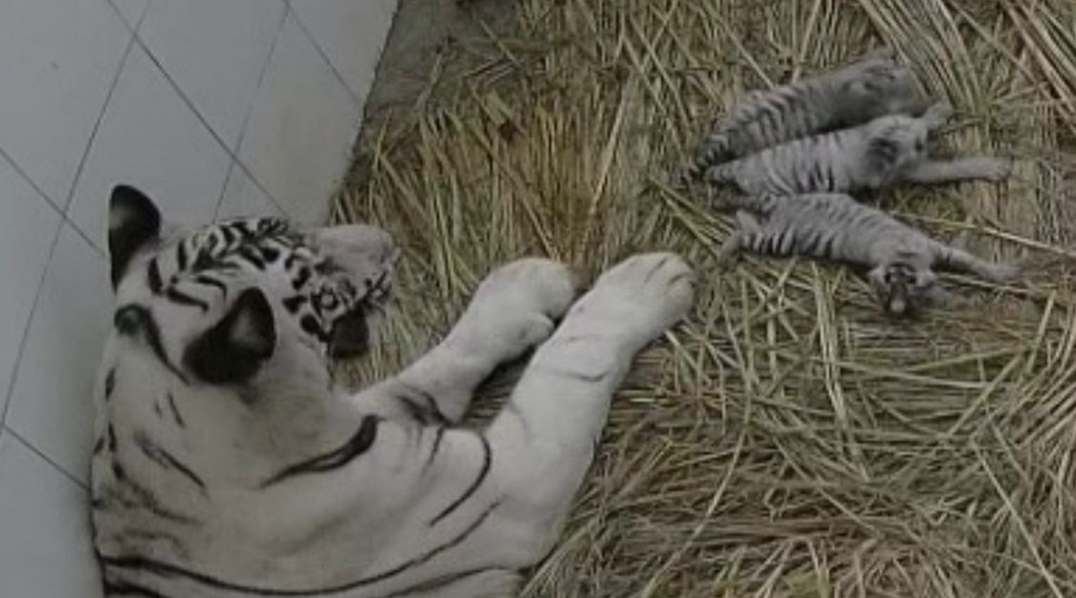 Young white tiger cub makes debut to visitors in central China zoo - CGTN
