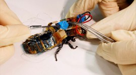 Yujiro Kakei connects a solar cell to a "backpack" of electronics mounted on a Madagascar hissing cockroach