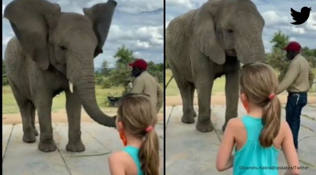 elephant imitates little girl's dance, elephant video, elephant dances with girl, indian express