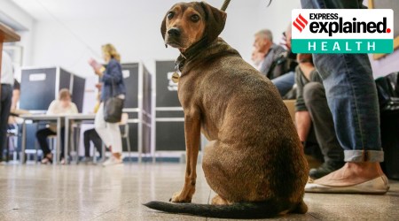 Dogs have more than 100 million olfactory receptor sites, while the number stands at 6 million for humans. (Photo: AP)