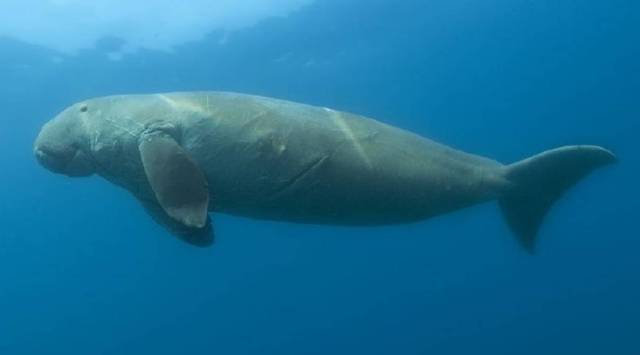 "The notification of India's first Dugong Conservation Reserve in Palk Bay is a proud moment for Tamil Nadu and it is a great milestone in the marine conservation history of the country," the release said. (Representational image)