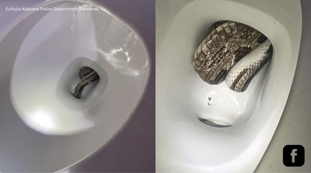 Family Shocked To Find Huge Python Inside Their Toilet