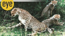 MK Ranjitsinh, MK Ranjitsinh and cheetahs, royal family Wankaner Gujarat, Kuno National Park cheetah, Kuno National Park Madhya Pradesh, cheetahs in India, eye 2022, sunday eye, indian express news