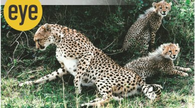 MK Ranjitsinh, MK Ranjitsinh and cheetahs, royal family Wankaner Gujarat, Kuno National Park cheetah, Kuno National Park Madhya Pradesh, cheetahs in India, eye 2022, sunday eye, indian express news