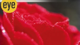 plants, plants feeling, plants thinking, can plants think, do plants feel, how to plants communicate, Ranjit Lal, Ranjit Lal column, eye 2022, sunday eye, indian express news