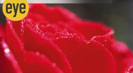 Eye_Rose plant-Ranjit Lal-1200 plants, plants feeling, plants thinking, can plants think, do plants feel, how to plants communicate, Ranjit Lal, Ranjit Lal column, eye 2022, sunday eye, indian express news