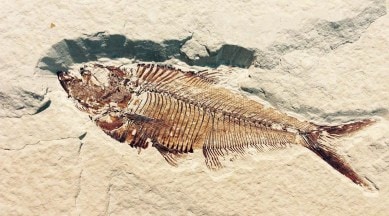 Fish fossil 20220918
