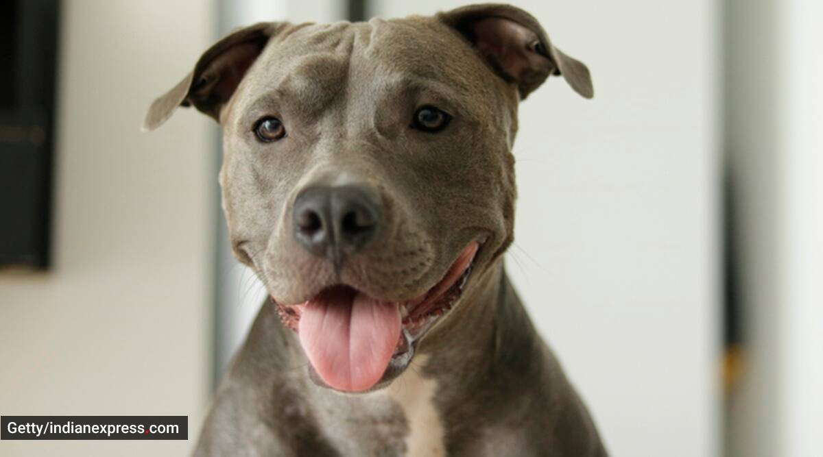 PETA calls for ban on breeding, sale of pitbulls in country ...