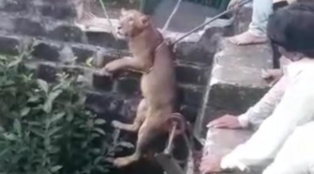 The lion being rescued from well in Khilavad village in Gir Somnath on Wednesday. (Photo: Gujarat Forest Department)