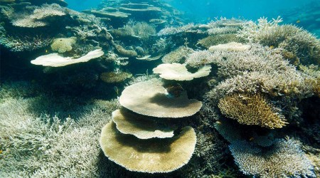 Image of coral in the Great Barrier Reef