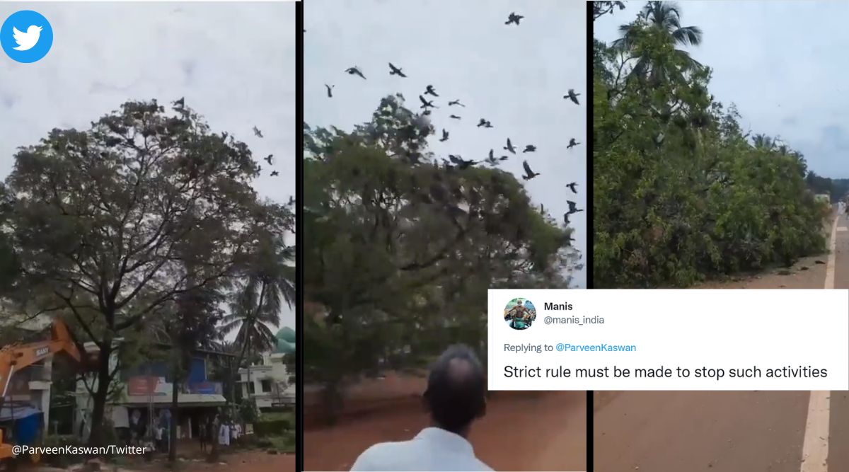 birds dying in Kerala, tree chopped down, Malappuram, Kerala, viral video, viral...