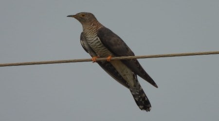 Common cuckoo. (Photo by Chandrika Khemani)
