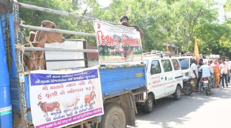 Chandresh Patel, trustee of Kisan Gaushala and a member of the committee of the GPS, said gaushalas and panajrapols which shelter unproductive, diseased and handicapped cattle are in dire straights as donations have dried up due to disruption in businesses caused by Covid-19 pandemic. (Express photo)