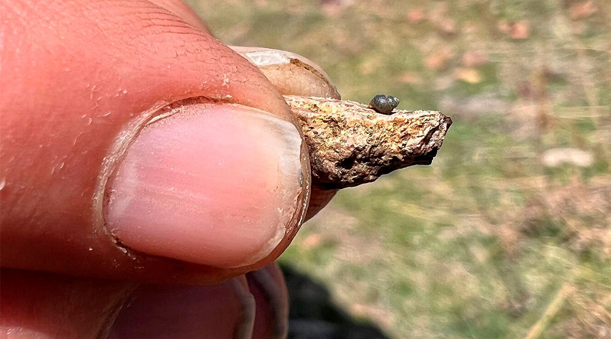 a Kings River pryg, a springsnail found in 13 isolated springs around Thacker Pass, 200 miles northeast of Reno